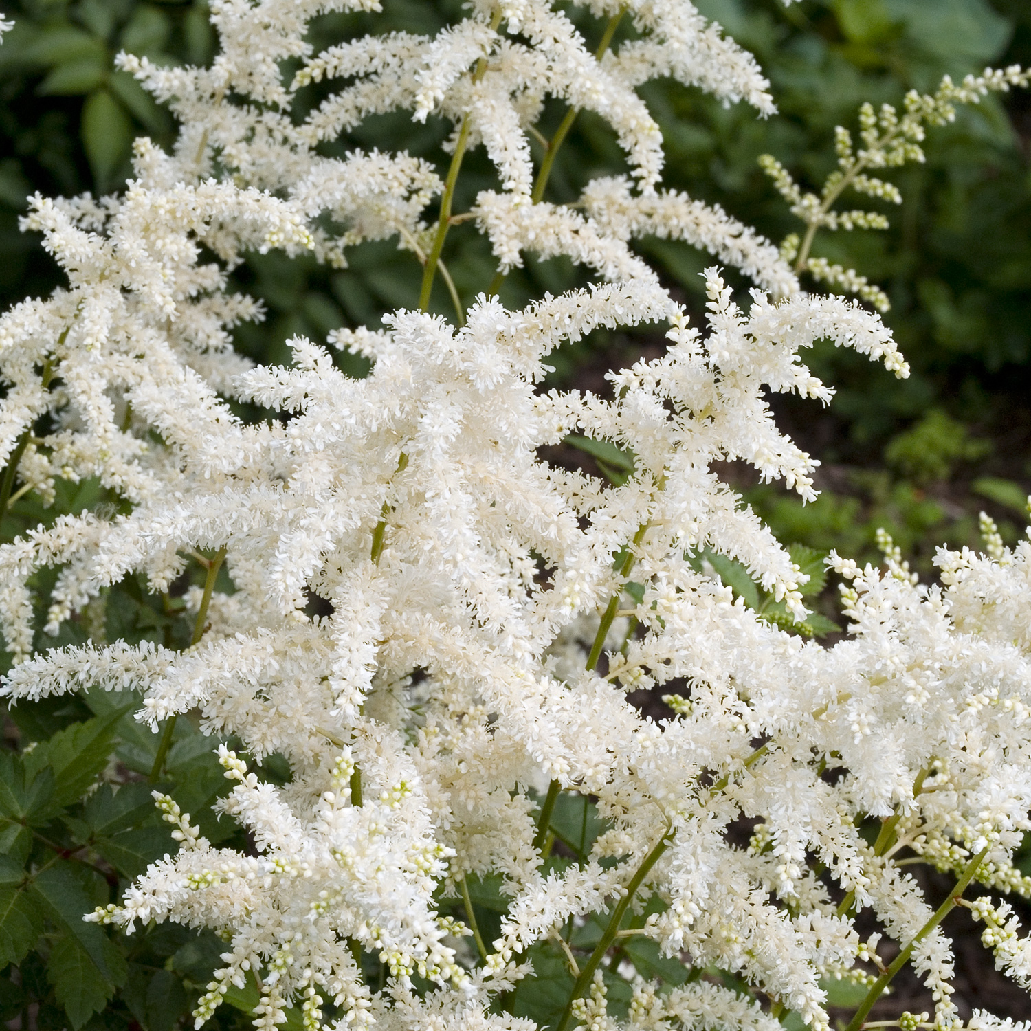 Astilbe japonica 'Deutschland'